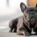lifestyle image of a dog