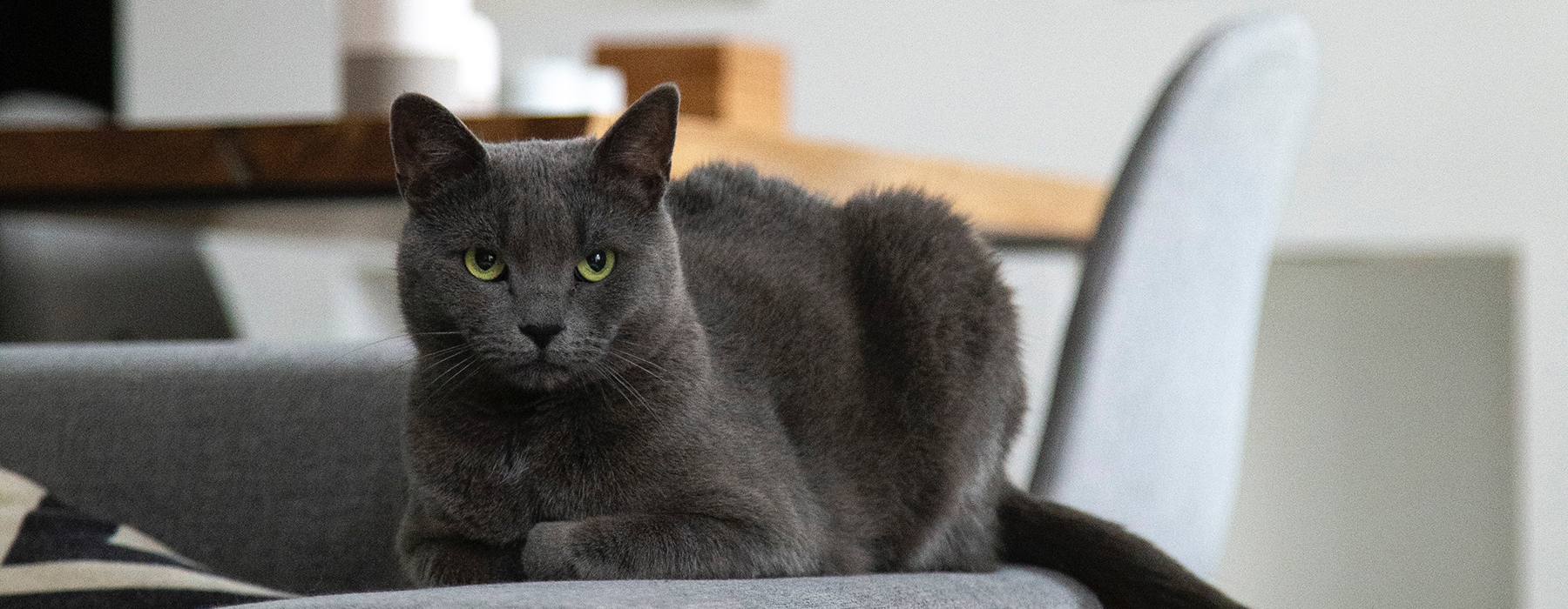 dark gray cat resting on arm of couch