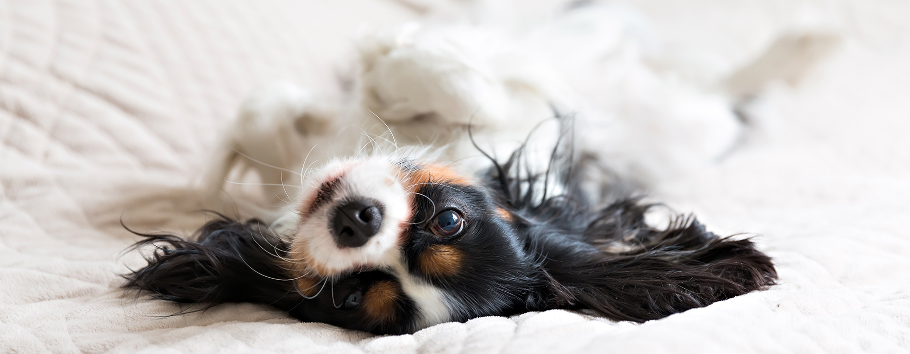 king charles spaniel lying on comfortable bed